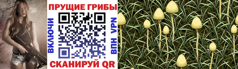 Псилоцибиновые грибы прущие грибы  где купить наркоту  Нижний Новгород 